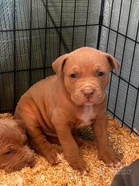 Cucciolo di Pitbull