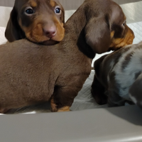 Cuccioli di bassotto cioccolato