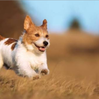 Cucciolo di cane maschio in toscana