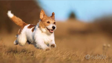 Cucciolo di cane maschio in toscana