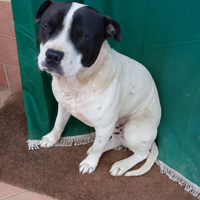 Pitbull 16 mesi