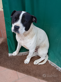 Pitbull 16 mesi