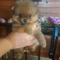 Cuccioli di Spitz di Pomerania toy