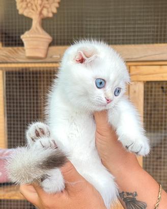 Scottish fold