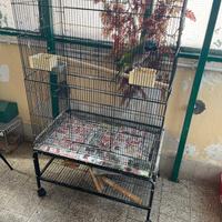 Voliera grande con carrello