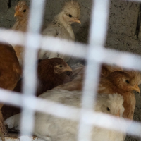 Pulcini,ottime covatrici