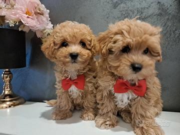 Maltipoo