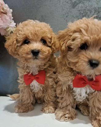 Maltipoo