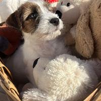 Cuccioli Jack russell terrier pelo ruvido