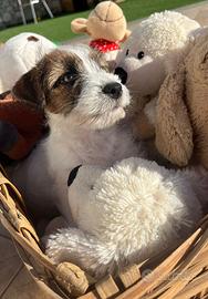 Cuccioli Jack russell terrier pelo ruvido