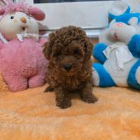 Barboncini toy fulvi