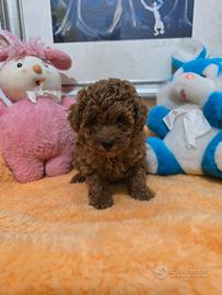 Barboncini toy fulvi