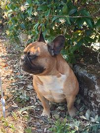 Bulldog francese