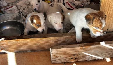 Jack Russel maschietti