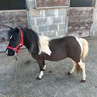 Pony Falabella femmina
