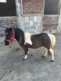 Pony Falabella femmina