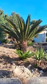  cycas varie grandezze