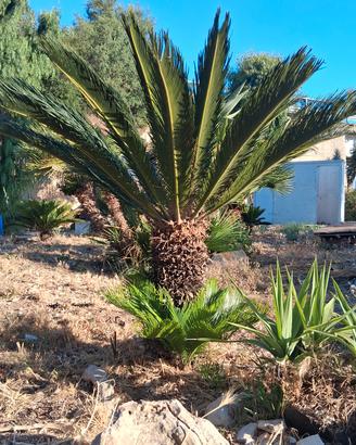  cycas varie grandezze