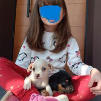 Pinscher- Chihuahua
