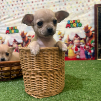 Chihuahua cucciola femmina crema