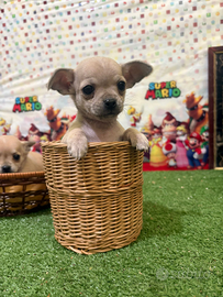 Chihuahua cucciola femmina crema