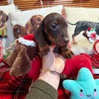 Cuccioli bassotti tedeschi nani kaninchen pedigree