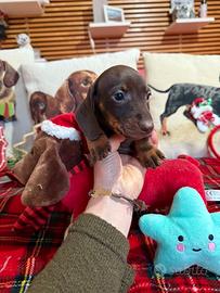 Cuccioli bassotti tedeschi nani kaninchen pedigree