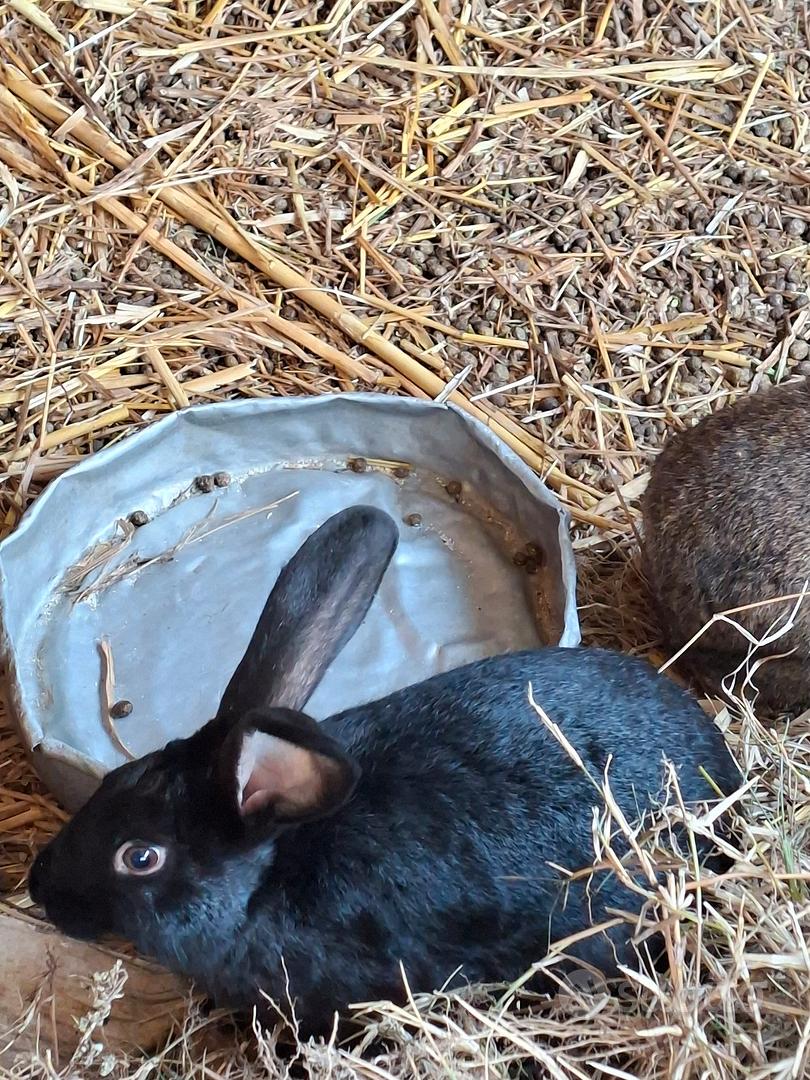 2 conigli maschi € 30 - Animali In vendita a Gallura