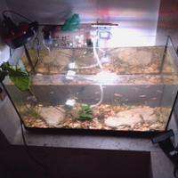 Si regalano guppy