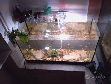 Si regalano guppy
