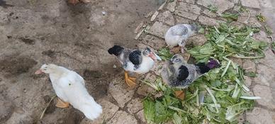 Anatroccoli di anatre mute