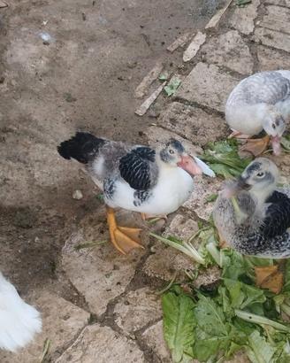 Anatroccoli di anatre mute