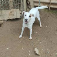 Parson rassell terrier