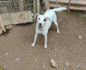 Parson rassell terrier
