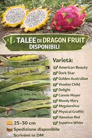 Piante e talee di Dragon Fruit (Pitaya)