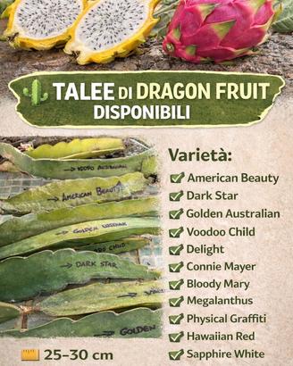 Piante e talee di Dragon Fruit (Pitaya)