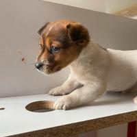Jack Russell