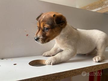 Jack Russell