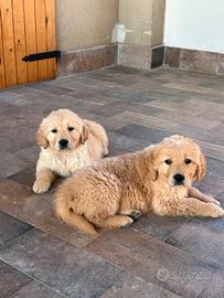Golden Retriever Linea Inglese