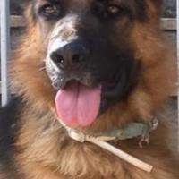 Pastore Tedesco per accoppiamento