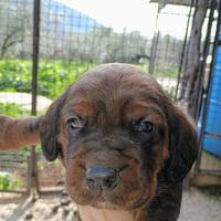 Dachsbracke