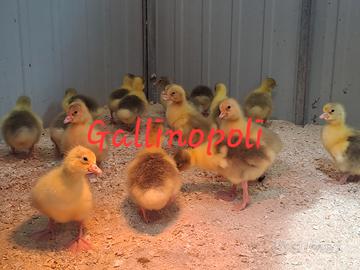 Pulcini Oca Romagnola e anatra muta italiana