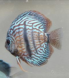 Discus
