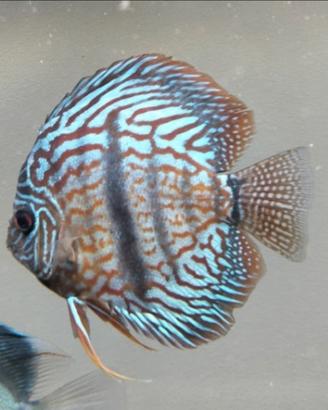 Discus
