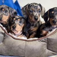 Cuccioli di bassotti Arlecchino kaninchen nani