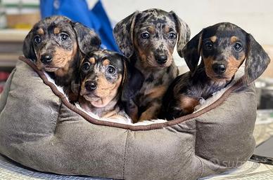 Cuccioli di bassotti Arlecchino kaninchen nani