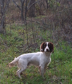 Springer spaniel maschio