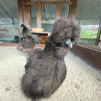 Galline Moroseta e altro