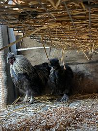 Moroseta e Sebhright galline