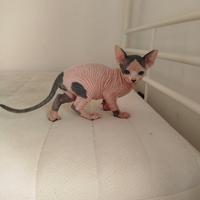 Sphynx